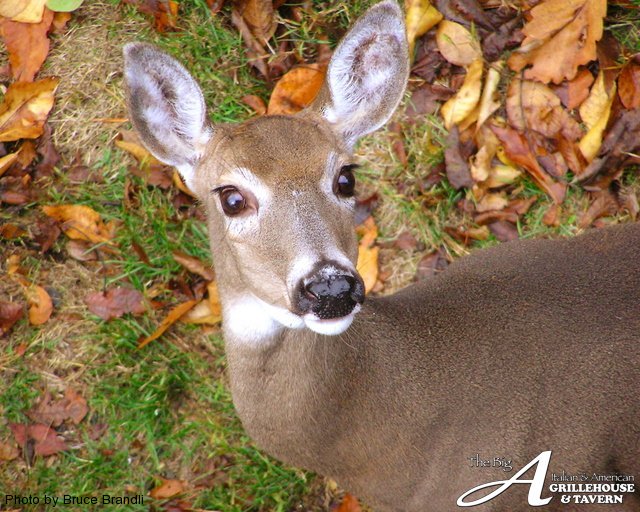Cute Deer_Photo by Bruce Brandli