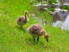 2 GOSLINGS_Photo by Bruce Brandli