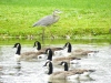 Sharing the Pond_Photo by Bruce Brandli