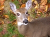 Cute Deer_Photo by Bruce Brandli